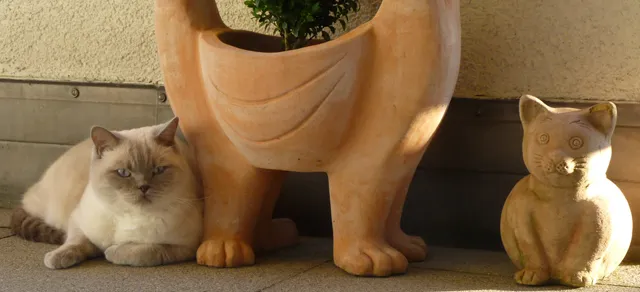 RKVO Katze