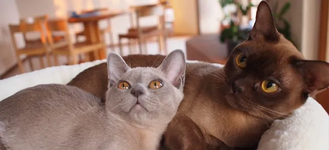 RKVO Katze